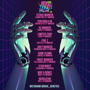 Rave Genetics Feminizadas